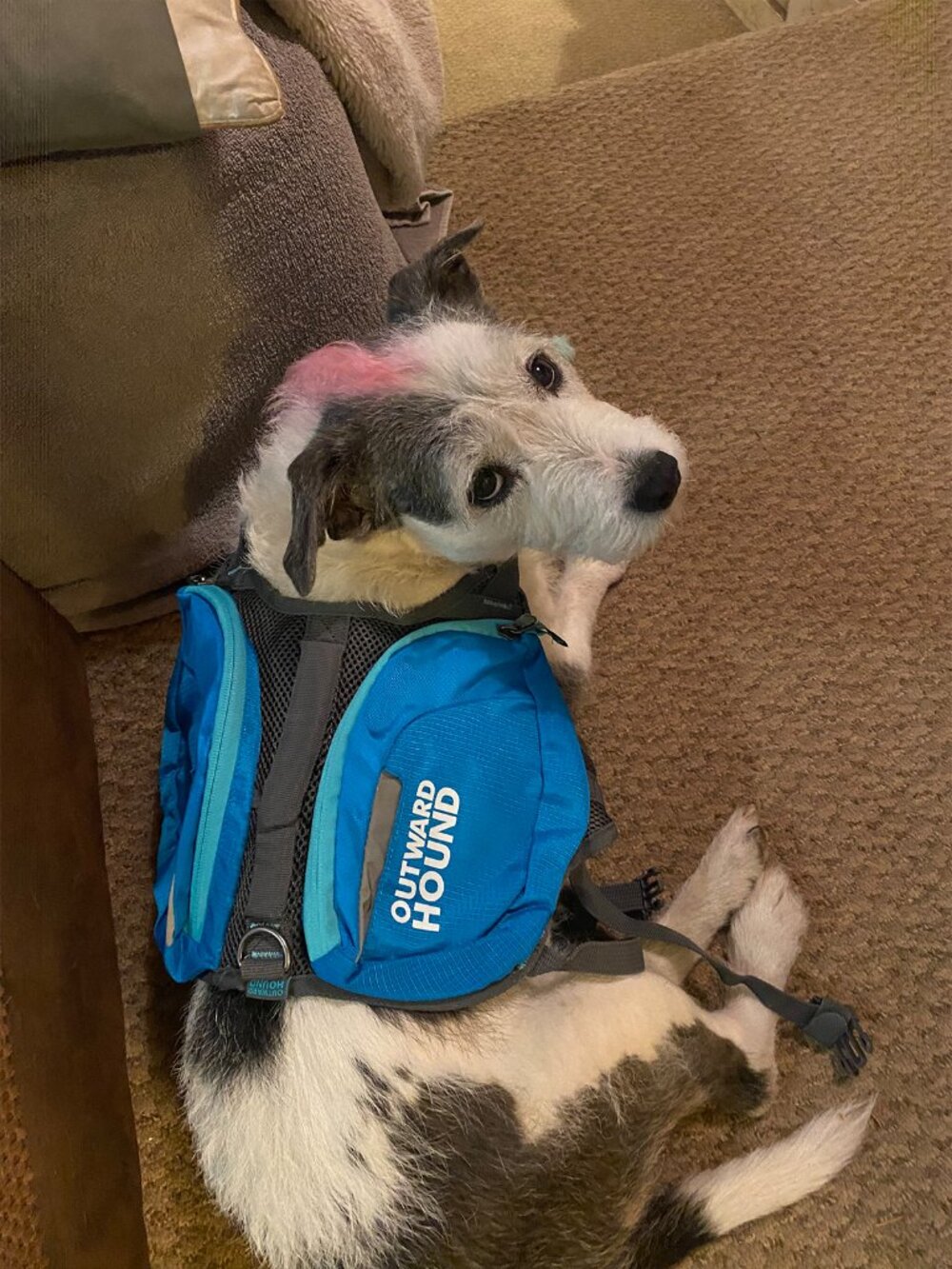 Outward Hound Matching Walking/Hiking Packs for You and Your Pup!